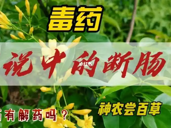 传说中的断肠草,要是当年神农认识研学哥的好了,研学哥懂解药#福州