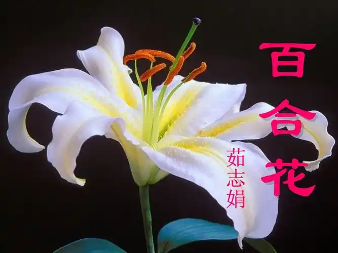 《百合花》ppt课件3优秀_第1页