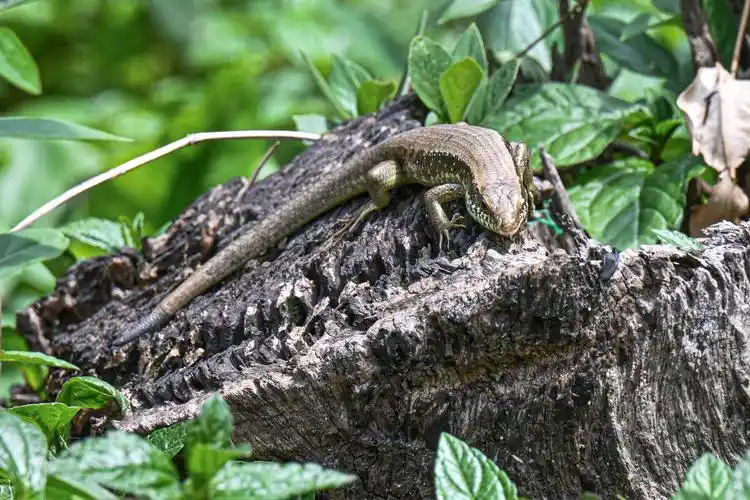 长尾真棱蜥-喜欢晒太阳 - 吴国明 - 图虫