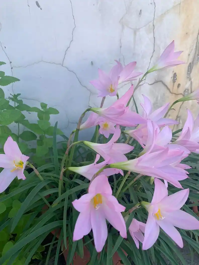 上热门 韭兰,顾名思义,叶片和韭菜一样,开出粉色的单瓣花, - 抖音