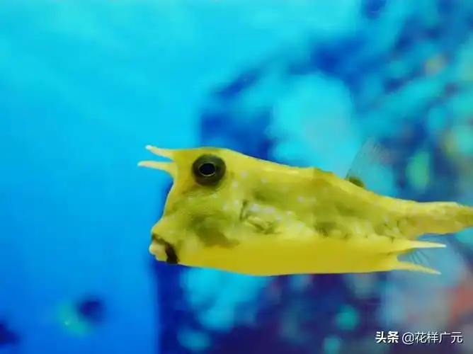 卡尔海洋世界海洋科普长角牛鱼十大超怪异海洋生物之一