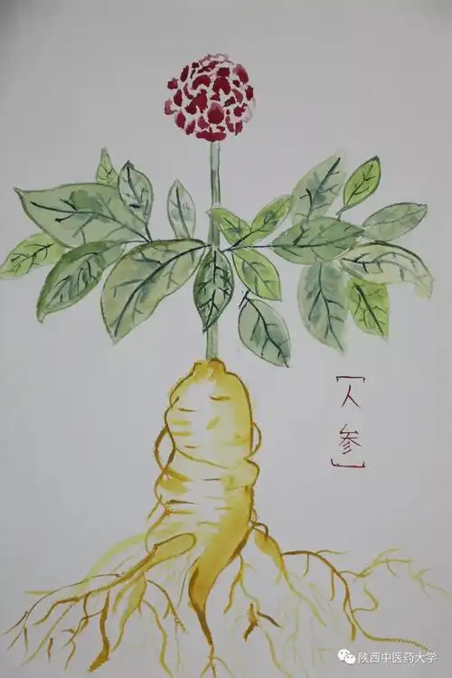 最佳创意奖 | 首届"思邈杯"医药绘画大赛网络投票开始啦_陕西中医药