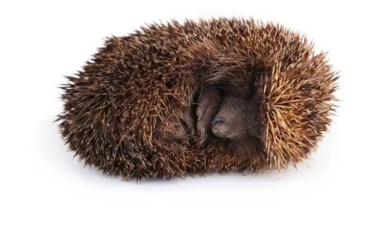 刺猬睡觉缩成团.