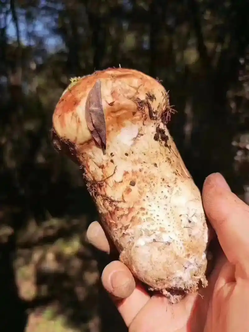 松茸之稀,只源深山