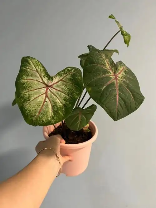 我的x棵植物027圆嘟嘟的苹果花彩叶芋