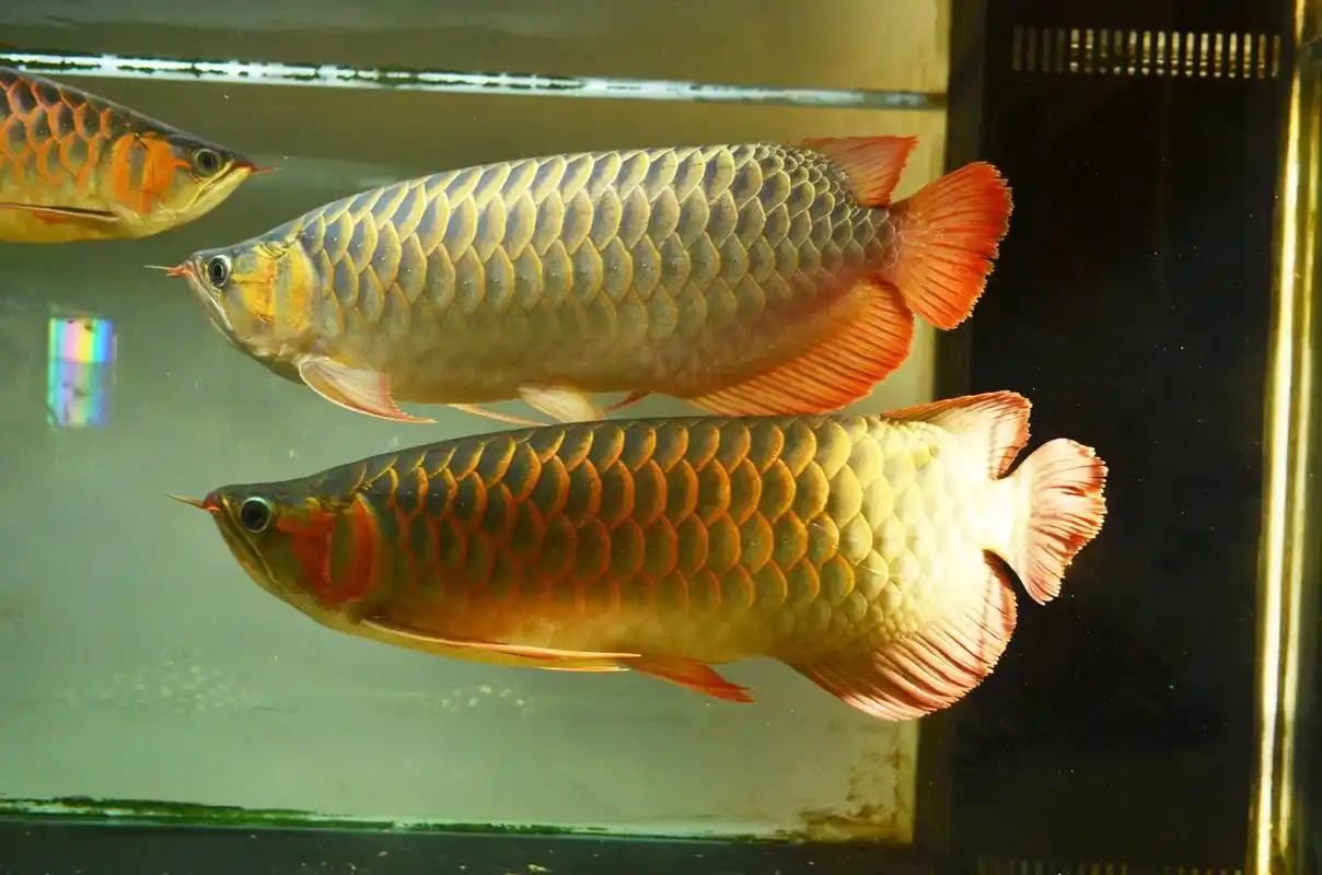 沐浴最珍贵的阳光 - 龙鱼玩家 - 龙鱼之巅