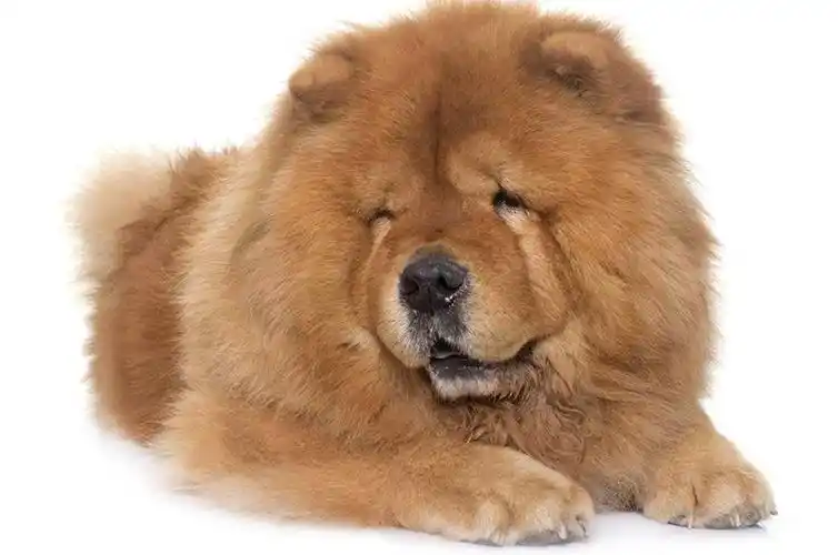 被冷落的中国本土狗,憨态可掬的松狮为啥会被如此嫌弃?