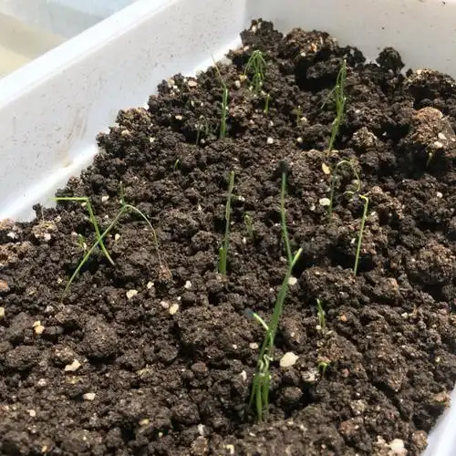 迷你菜园里的小葱已经发芽啦,我信誓旦旦的跟老公说,他从此不需要买葱