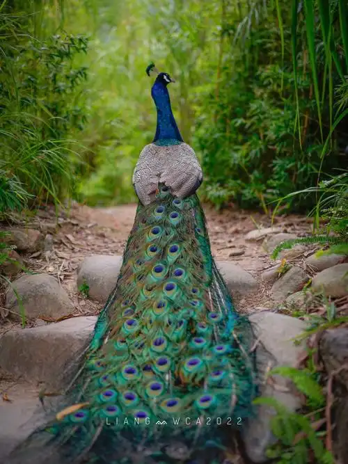 泰华梧桐岛摄影打鸟之孔雀08