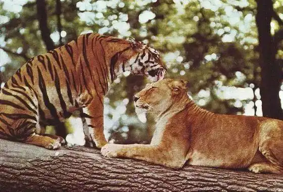 在2011年3月,安卡拉动物园 ,一头老虎通过虎狮笼之间的缺口,用一只