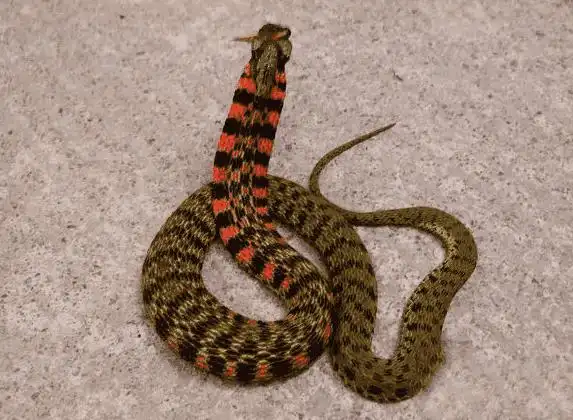 中国民间传说以为,鸡冠蛇长有相似公鸡的肉冠,身长尺余,围可数寸,体色