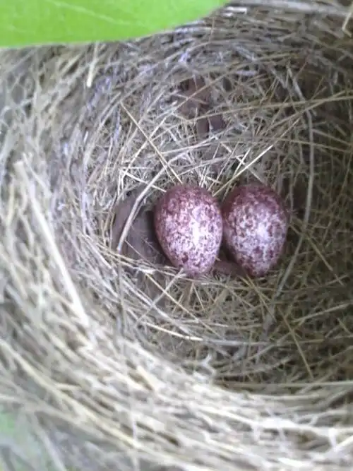 这是不是小麻雀的鸟蛋