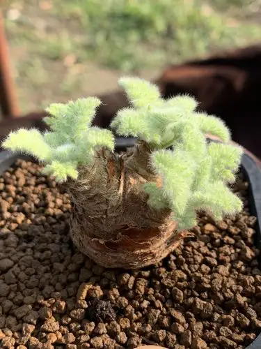 多肉星空花园植物块根羽叶洋葵大棵超美一物多肉植物