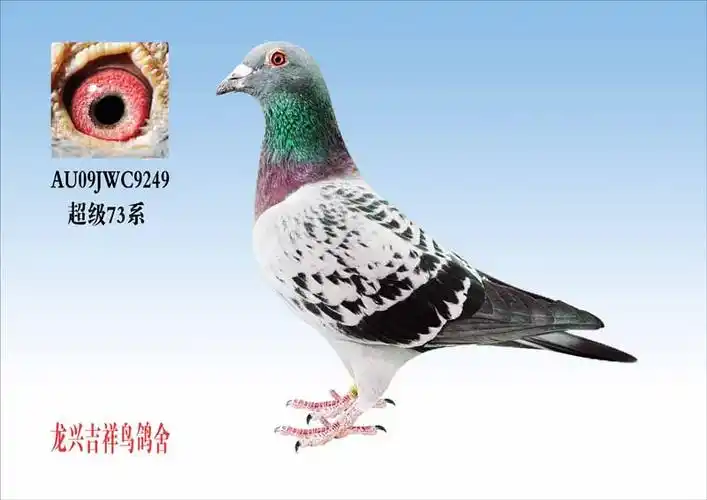 凡龙超级73_吉祥鸟嘉苑_ag188.com爱鸽商城_中国信鸽信息网