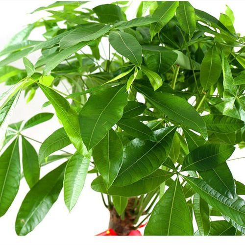 大型植物发财树绿萝平安树1棵