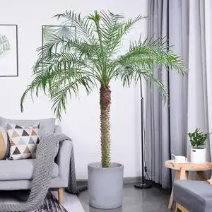 美丽针葵盆栽大型棕榈树室内阳台别墅庭院植物北欧风网红绿植户外