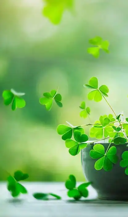 非常好看的幸运草图片