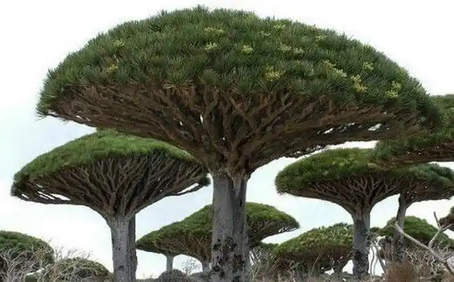 盘点全球十大罕见大树