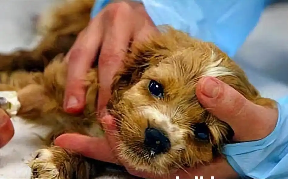 狗狗患上细小有什么症状,对它伤害大吗?