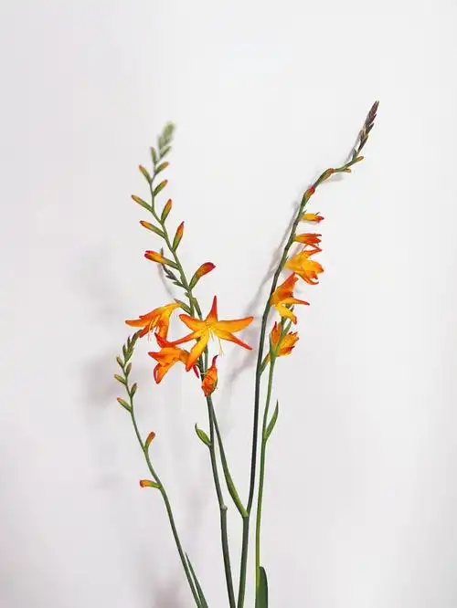 火焰兰热烈的情感