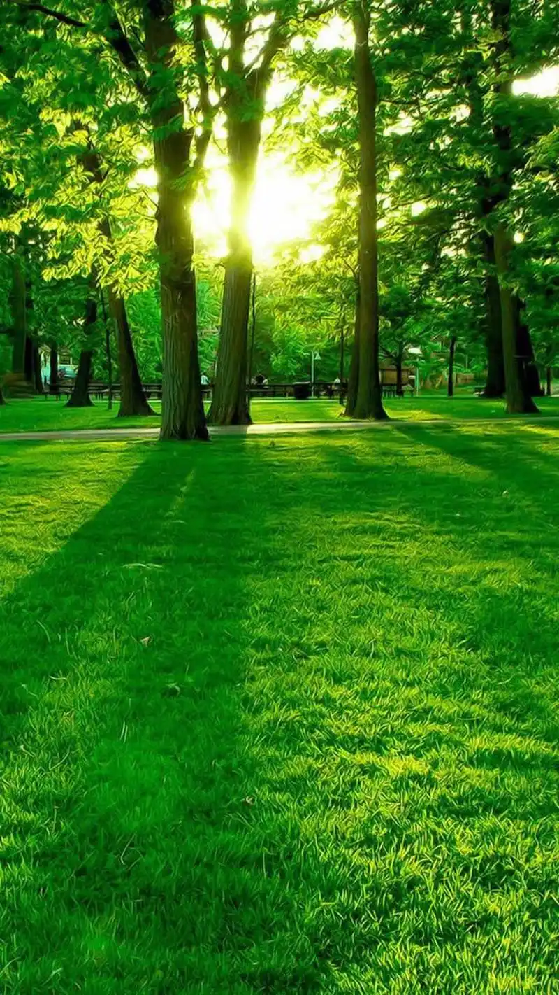 唯美森林清晨阳光