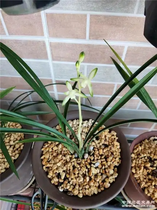 国色天香 有开品兰友排队下-建兰篇-中国兰花交易网社区
