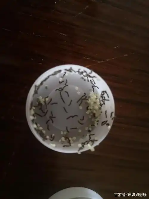 城市里的小朋友养蚕,最困难的是什么