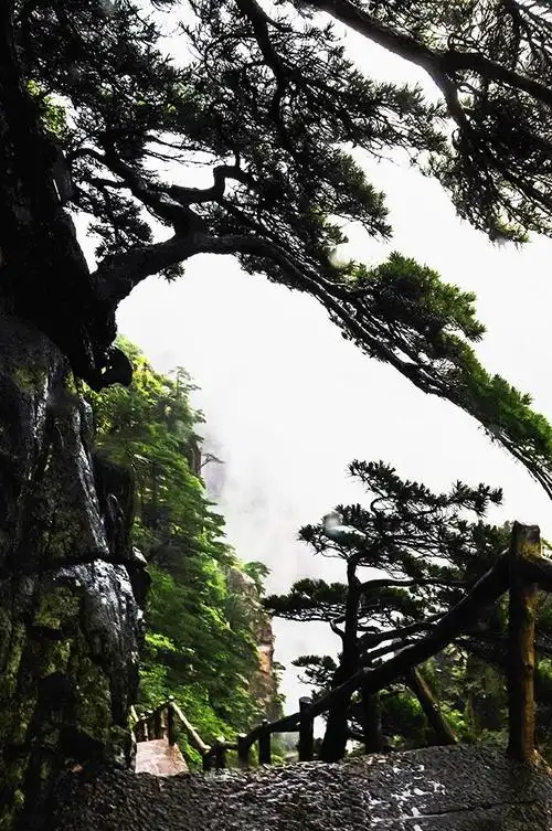 上一页 下一页 作品名称: 扎根黄山不老松  作品描述:   拍摄地点