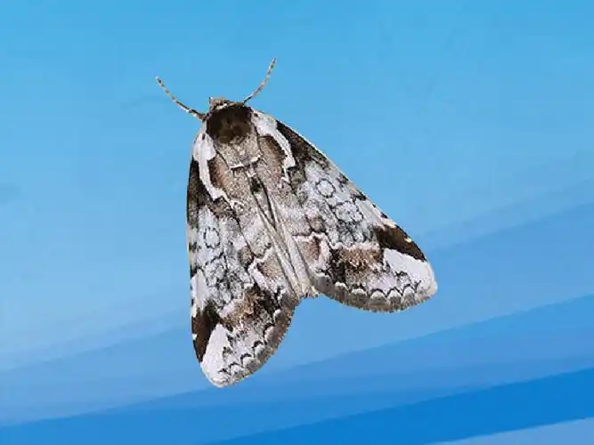 带你认识不同种类的波纹蛾