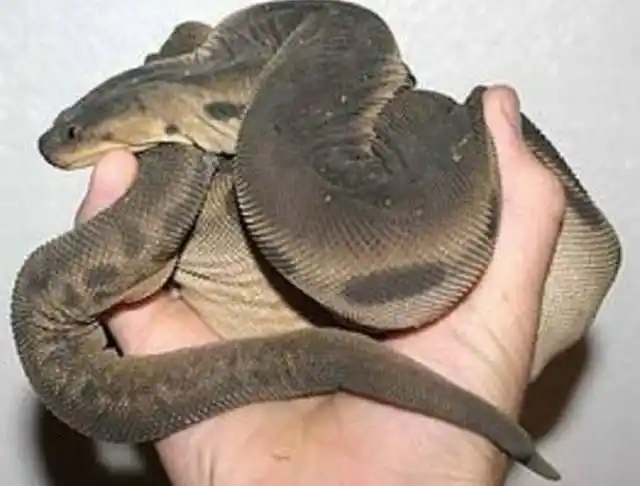 马来西亚巨型水蛭,身长1.7米,究竟是什么来头?