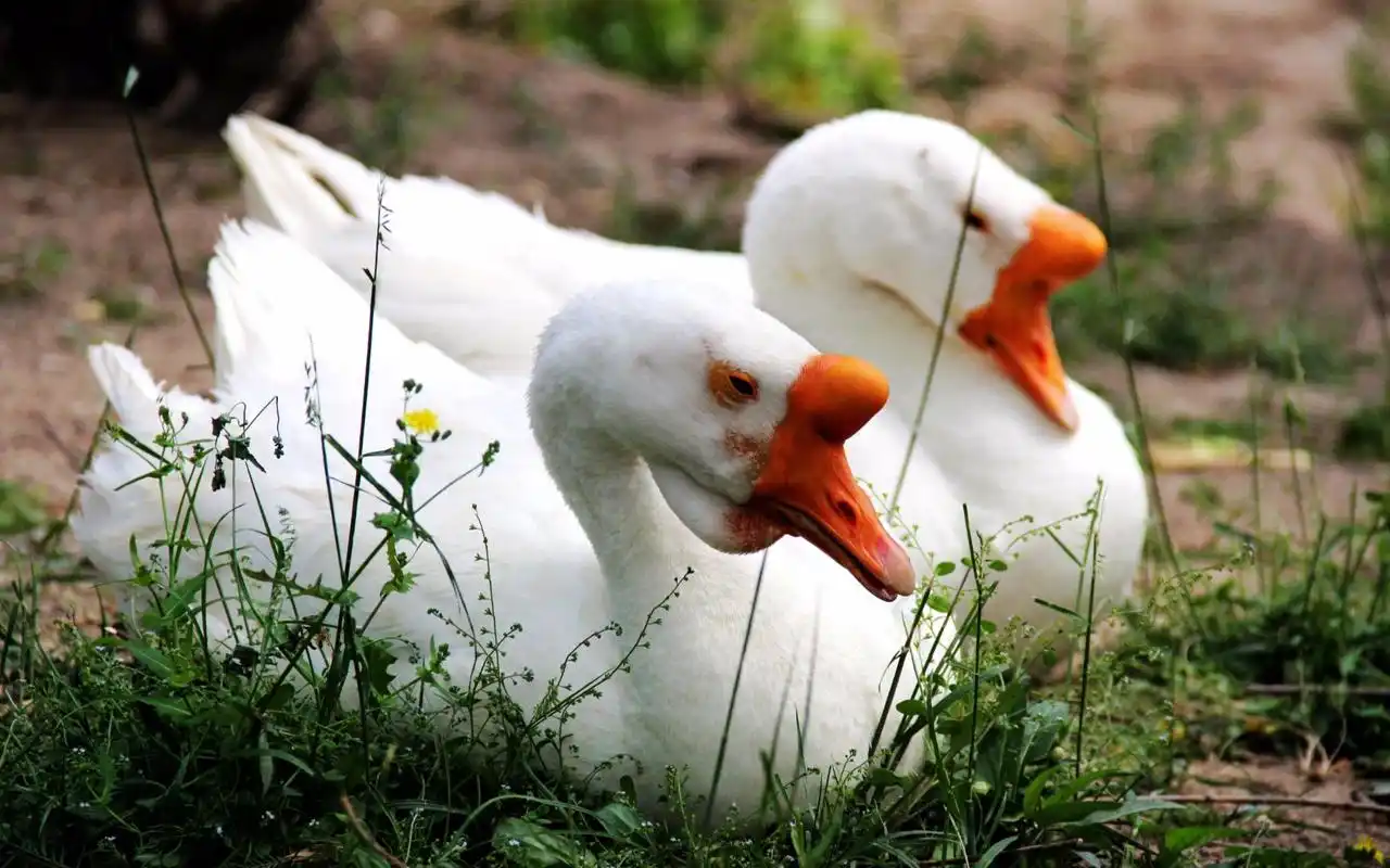 为什么黄鼠狼和蛇一看到大鹅扭头就跑小时候被大鹅掐了一口这酸爽无敌