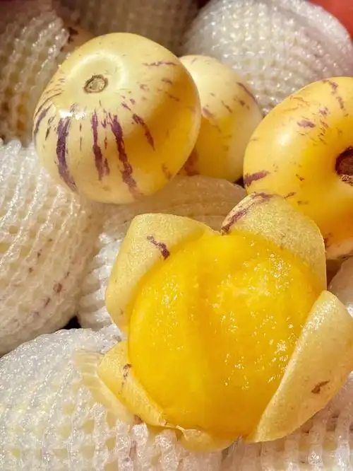 吃了人参果会长生不老吗