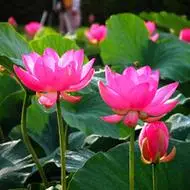 一朵朵清秀雅洁荷花个性头像图片花朵红红的像娇羞的少女