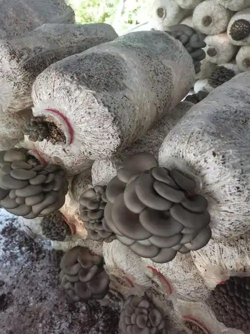 精品黑灰色平菇产地直销