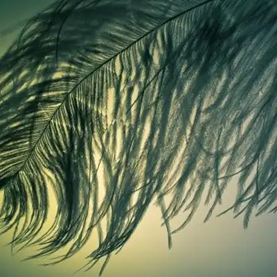 羽毛唯美意境图片高清各色轻盈羽毛头像图片