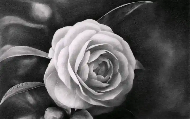 素描花卉—山茶花-皮燕子能掰蒜-默认收藏夹-哔哩哔哩视频