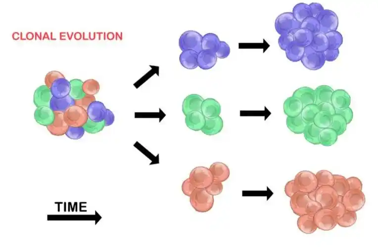 肿瘤异质性简介