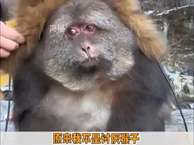 第一次在猴子脸上看到了慈眉善目它真的好可爱啊