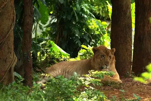 海南东山野生动物园的狮虎兽.