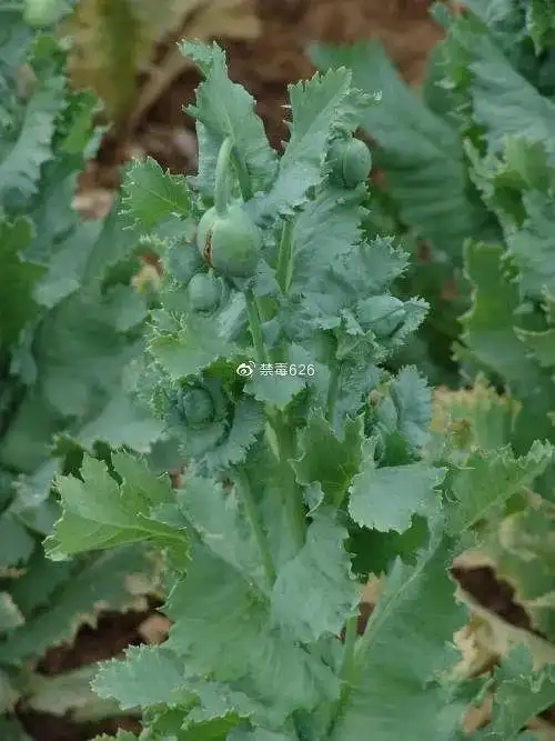 罂粟虞美人分不清,差别很大,种错可就麻烦了!