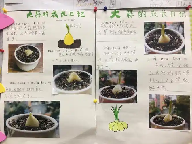 我们要把大蒜成长路上的一点一滴都记录下来!