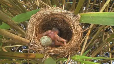 为什么刚出生的杜鹃,就有能力推走其它鸟蛋?