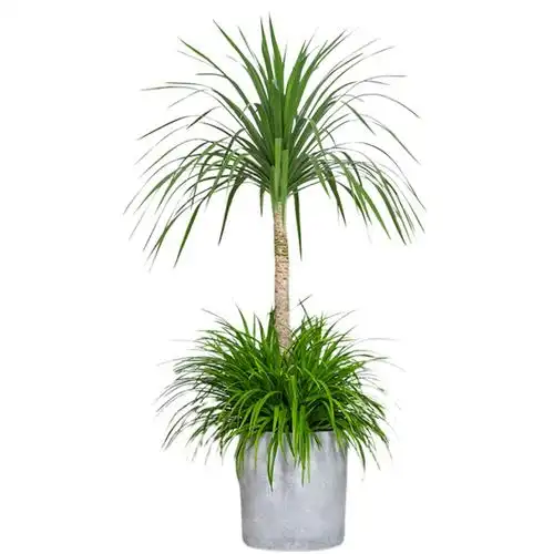 怡雅香龙龙血盆栽客厅甲醛招财网红绿植龙须兰大型绿植