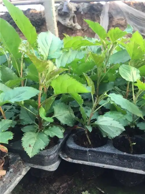 4公分樱桃树苗-4公分樱桃树苗多少钱一颗-山东一滕田园美科技