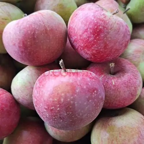 国光苹果正宗新鲜应季鲜果酸甜老树国光 净果5斤 50年老树