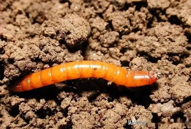 地里的常见地下害虫个个厉害农民如何防治