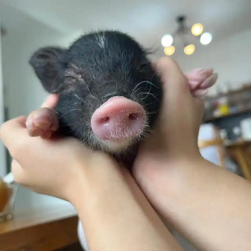 小猪猪可爱原相机写真无滤镜照片来啦#小猪猪99 #可爱到爆炸 - 抖音