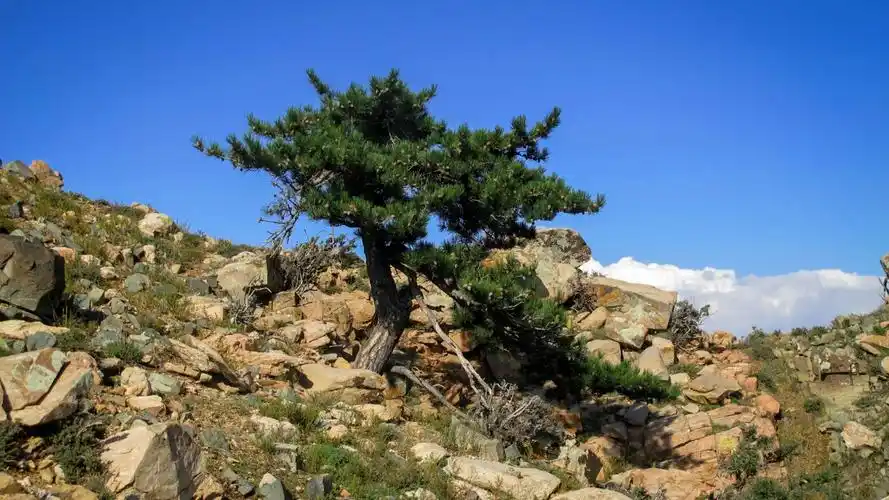乌拉山风景高山顶