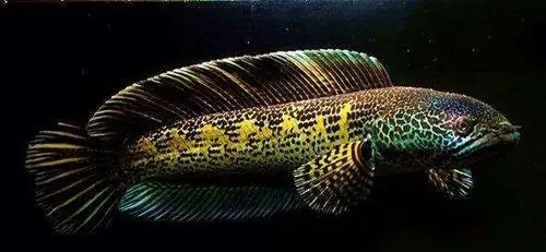 黄金眼镜蛇雷龙 - 美篇