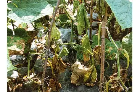 瓜枯萎病
